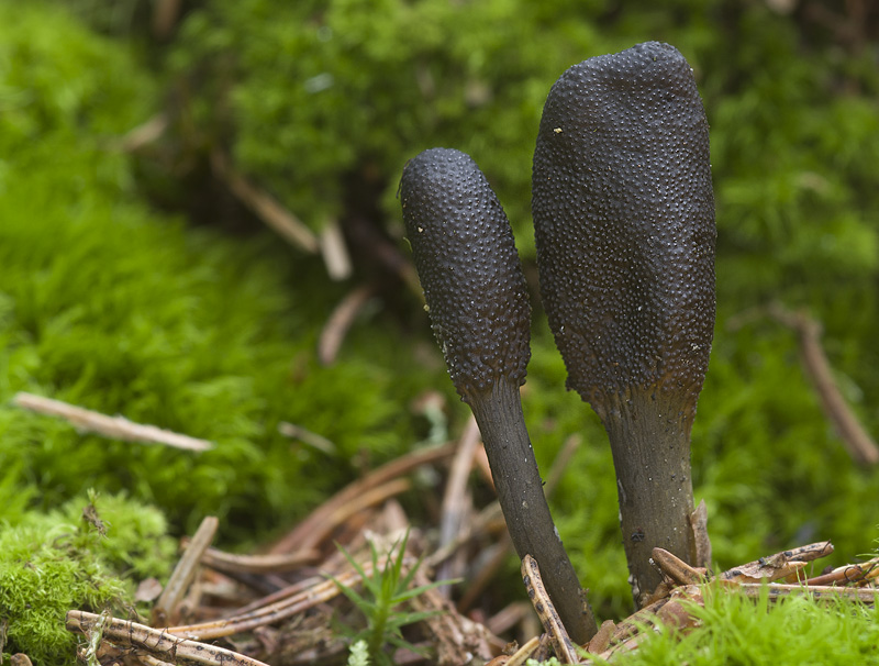 Cordyceps ophioglossoides